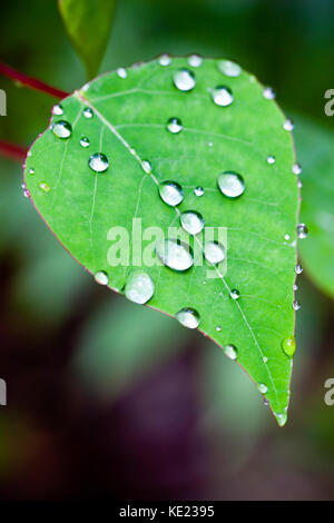 Raindrops on leaf. Couchy Creek Nature Reserve. New South Wales. Australia. Stock Photo