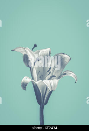 Delicate Flower In Black And White Against Pastel Blue Background Stock Photo