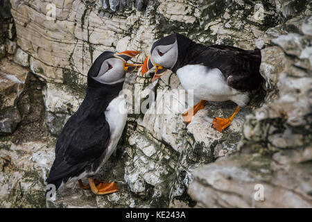 Puffins (Fratercula arctica) duel and fight  on cliffs at Bempton Cliffs, England, UK Stock Photo