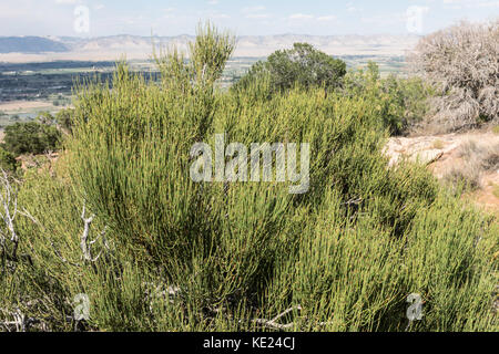 Mormon Tea Bush (Ephedra), Desert Southwest, USA Stock Photo