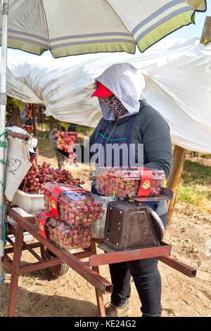 Field worker (female) weighing harvested & packaged  Red Seedless Table Grapes 'Crimson' variety  'Vitis vinifera'. Stock Photo