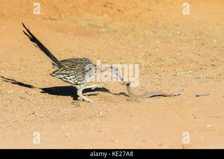 Greater Roadrunner Geococcyx californianus Amado, Santa Cruz County, Arizona, United States 20 May     Adult fighting Western Diamondback Rattlesnake  Stock Photo