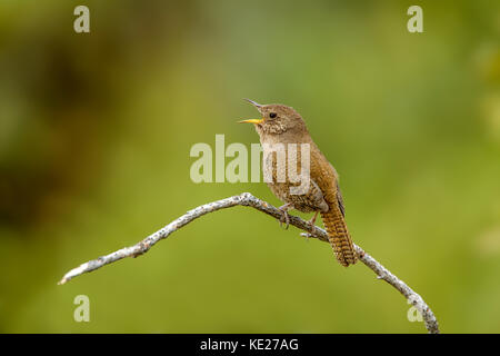 House Wren  Troglodytes aedon cahooni Huachuca Mountains, Cochise County, Arizona, United States 1 June 2017     Adult singing.       Troglodytidae Stock Photo