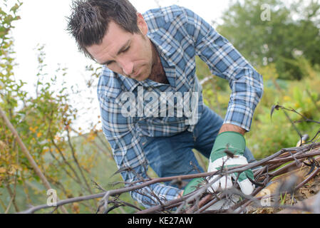 Man picking up branches Stock Photo