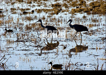 SILHOUETTE OF SANDHILL CRANES WADING AND FEEDING IN BOSQUE DEL APACHE NATIONAL WILDLIFE REFUGE Stock Photo