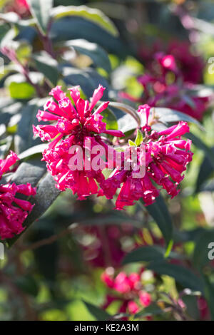 Roter Hammerstrauch, Mexikanischer Hammerstrauch, Cestrum elegans, Habrothamnus elegans, purple cestrum, Red Cestrum, Pink Cestrum, cestrum élégant, H Stock Photo