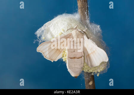 Seidenspinner, Maulbeerspinner, Weibchen bei der Eiablage am Puppenkokon, Ei, Eier, Seiden-Spinner, Maulbeer-Spinner, Seidenraupe, Seidenraupen, Bomby Stock Photo