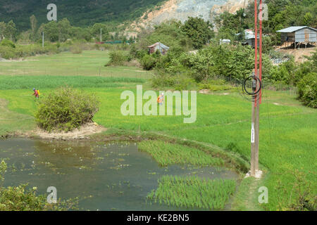 Taking care of rice business. Stock Photo