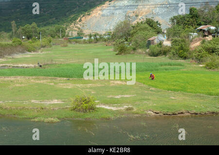 Taking care of rice business. Stock Photo