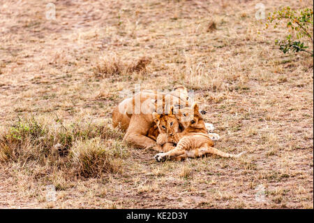 Female Lion with cubs in the Masai Mara, Kenya Stock Photo