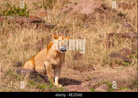 Lion in the Masai Mara, Kenya Stock Photo