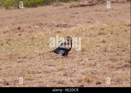 The Bateleur Eagle looking for food in the Masai Mara, Kenya Stock Photo