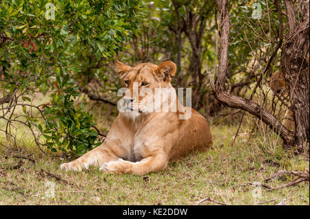 A Lion having a rest in the Masai Mara, Kenya Stock Photo