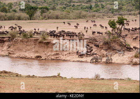 Zebra and Widebeest on the Great Animal migration in the  Maasai Mara National Reserve Stock Photo