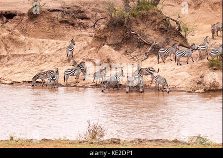 Zebra on the Great Animal migration in the  Maasai Mara National Reserve Stock Photo