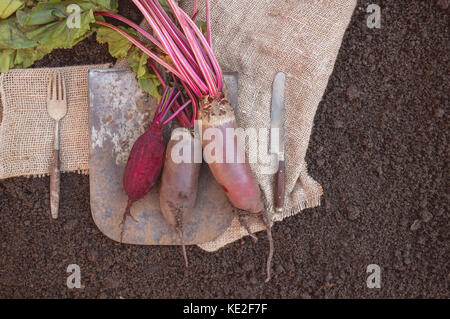 Organic root vegetables beet, lying on the spade and coarse cloth served the village. Autumn harvest. Copy the place. The horizontal frame. Stock Photo