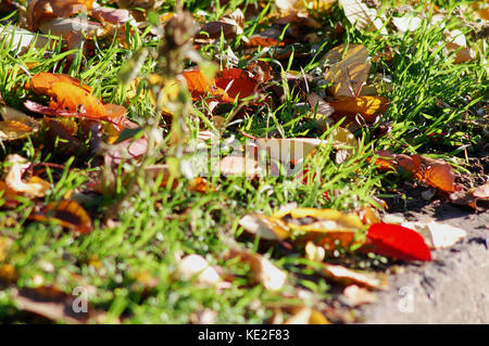 Autumn background. Red and yellow cherry-tree leaves on the grass close-up. Low point of shooting, selective soft focus, bokeh. Stock Photo