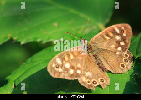 Top view of a speckled wood butterfly, Pararge aegeria. Resting on a leaf in a forest with open wings.