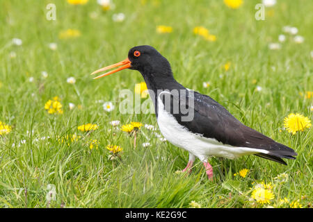 Eurasian oystercatcher wader bird (Haematopus ostralegus) perched in a colorful, blooming meadow foraging, singing and calling during Springtime seaso Stock Photo