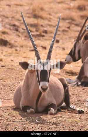 Gemsbok (Oryx) Antelope lying down on a game reserve near Johannesburg, South Africa Stock Photo