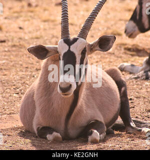Gemsbok Antelope lying down on a game reserve near Johannesburg, South Africa Stock Photo