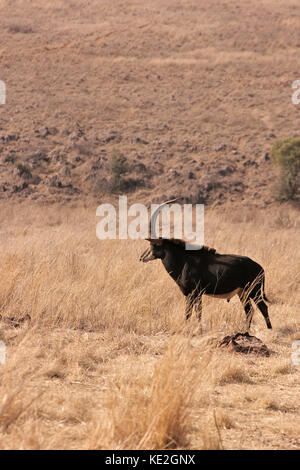 Sable Antelope on a game reserve near Johannesburg, South Africa Stock Photo