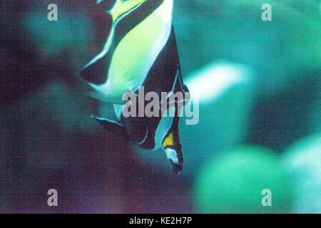 Yellow and black Moorish idol fish Zanclus cornutus swims over a coral reef in the Indo-Pacific. Stock Photo