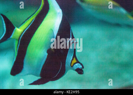 Yellow and black Moorish idol fish Zanclus cornutus swims over a coral reef in the Indo-Pacific. Stock Photo