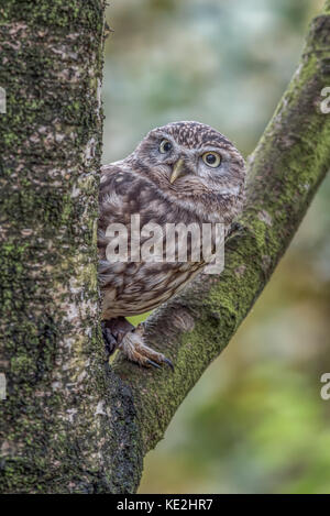 A close up of an alert  captive little owl perched in the fork of a tree peeping out from behind the trunk Stock Photo