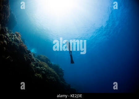 Free diver rising from the deep in the Banda Sea, Indonesia Stock Photo