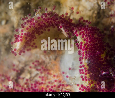 The eggs of a sergeant major fish (Abudefduf saxatilis), West Palm Beach, Florida. Stock Photo