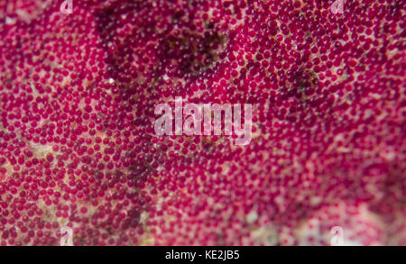 The eggs of a sergeant major fish (Abudefduf saxatilis), West Palm Beach, Florida. Stock Photo