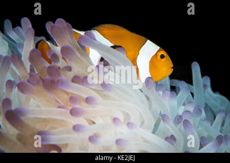 False clownfish in North Sulawesi, Indonesia. Stock Photo