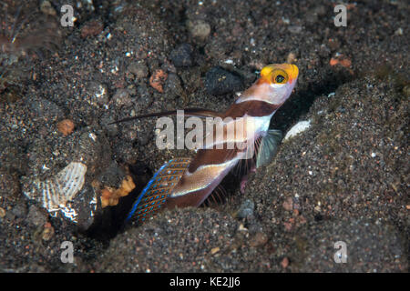 Black rayed shrimpgoby in the sand. Stock Photo
