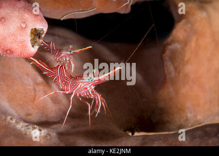 Hinge-beak shrimp in North Sulawesi, Indonesia. Stock Photo