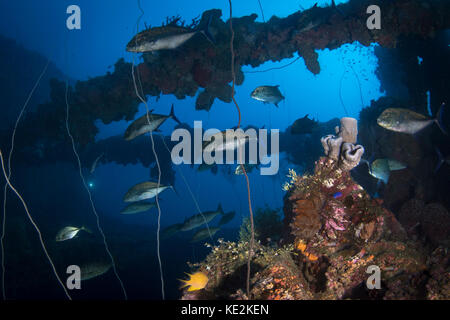 Seiko maru hi-res stock photography and images - Alamy