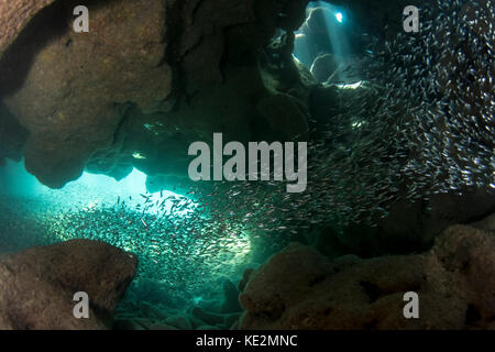 Light beams and fish inside Dolphin's Den cavern, Roatan, Honduras. Stock Photo