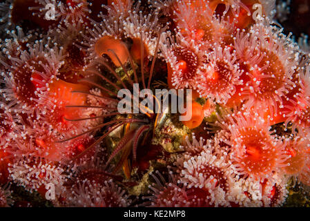 Strawberry anemones surround a barnacle, Monterey, Central California. Stock Photo