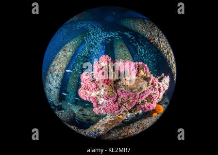 Strawberry anemones wreathed in baitfish, Southern California. Stock Photo