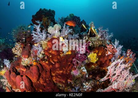 A reef of sponges among soft corals and fish, Raja Ampat, Indonesia. Stock Photo