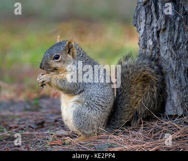 Red or Fox squirrel eating pine cone in tree Stock Photo