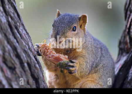 Red or Fox squirrel eating pine cone in tree Stock Photo