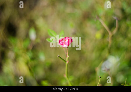 detail of pink mini rose Stock Photo