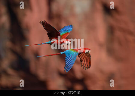 A pair of Red-and-green Macaws flying in Brazil Stock Photo