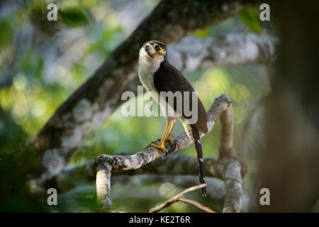 An elusive Collared Forest-Falcon from a brazilian forest Stock Photo