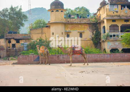 JAIPUR, INDIA - SEPTEMBER 19, 2017: Two camels standing at outdoors that rests on the street with a building in the background in Jaipur India Stock Photo