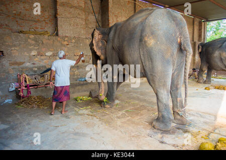 JAIPUR, INDIA- SEPTEMBER 20, 2017: Unidentified man stands with two huge elephants, with chains in their feet in Jaipur, India. Elephants are used for rides and other tourist activities in Jaipur Stock Photo