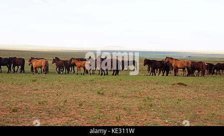 The herd of horses is grazed on a summer green meadow Stock Photo
