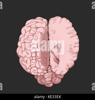 Cross section of human brain on medical background. 3d illusstration ...