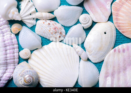 Scattered sea shells and parts on blue textile background Stock Photo